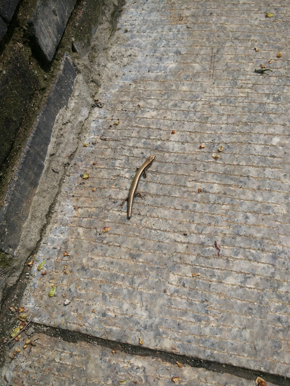 上次在微博看到一条只有四只很小的脚的蛇,请问是什么物种? - 知乎