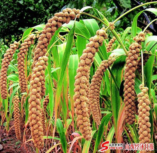 五谷中的稻,黍,稷,麻,豆分别在现代指的是什么作物啊? - 知乎