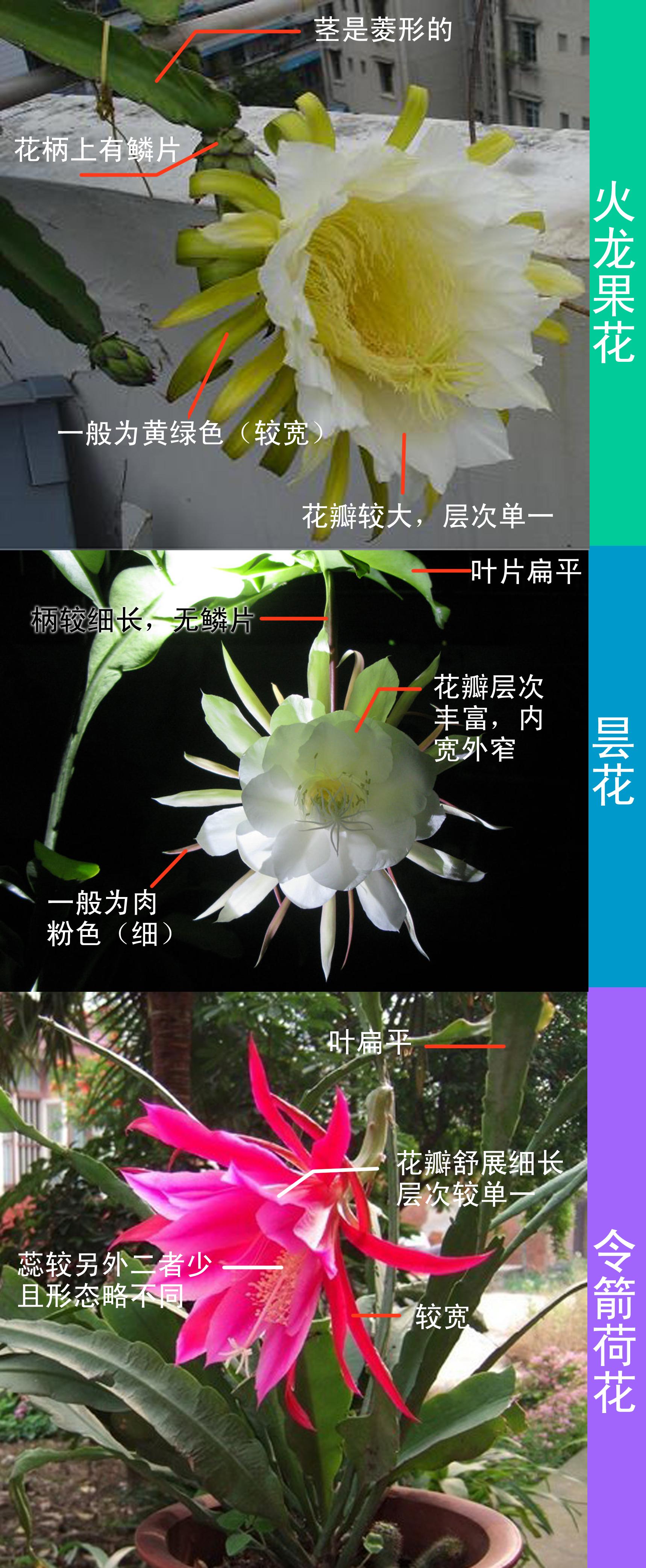 请问昙花,与剑花,火龙果花的区别? - 知乎