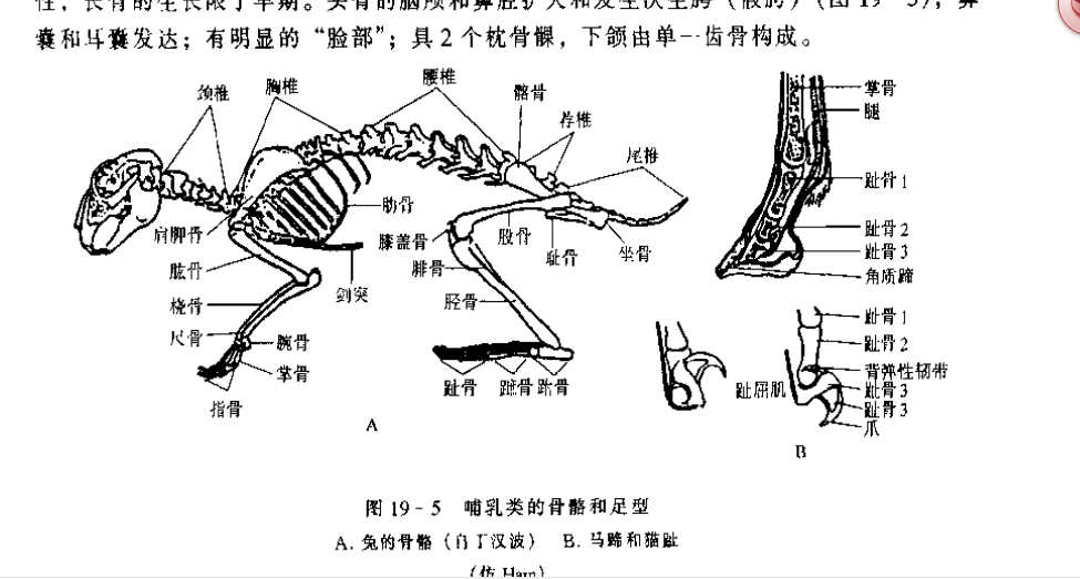 动物的蹄子算骨骼还是指甲还是皮肤? - 知乎