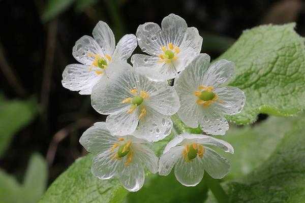 日本山荷叶 在淋雨之后花瓣变成透明的 是真的吗 知乎