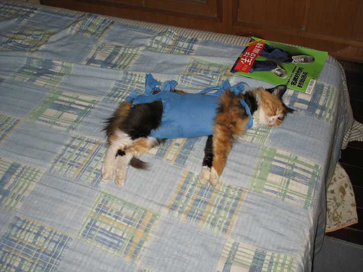 怎么才能知道猫是否爱主人 知乎