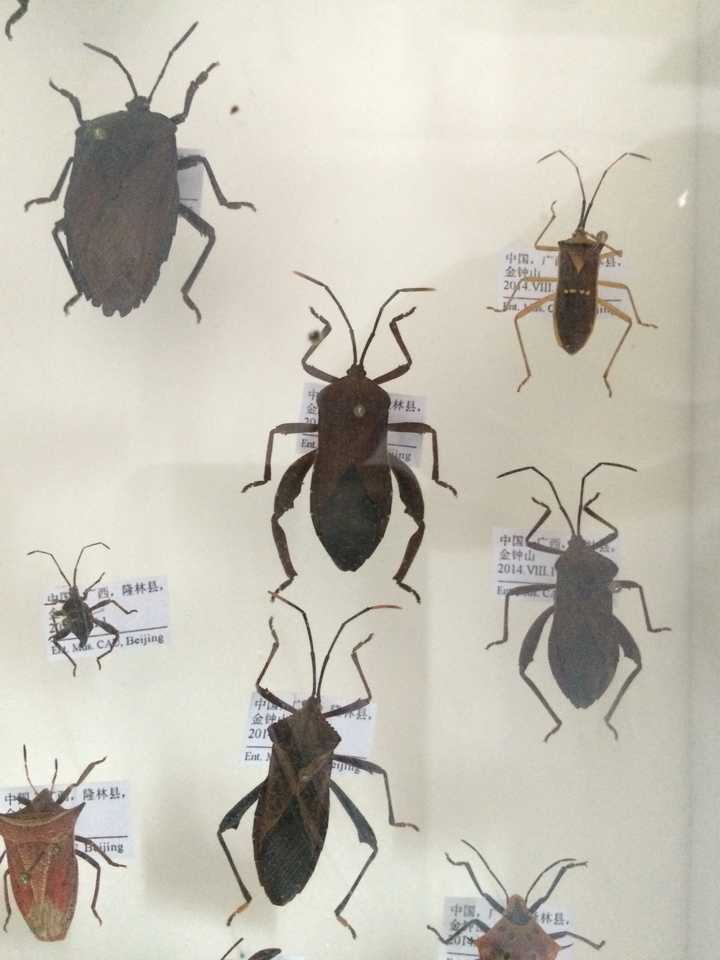 如何制作昆虫标本 潘文君insecta 的回答 知乎