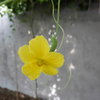 向阳花
