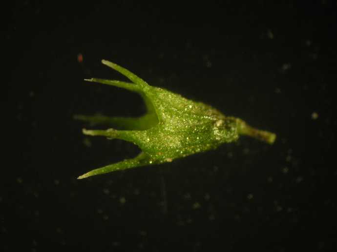 什么是花筒 花萼筒 花冠筒 知乎