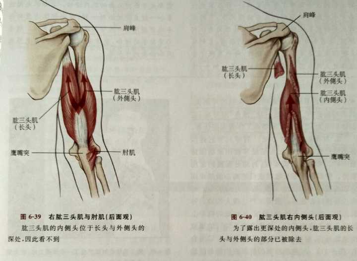 请教高手肱三头肌锻炼细节:如何分别针对内侧头、长头、以及三头远端(止点)锻炼? - 知乎