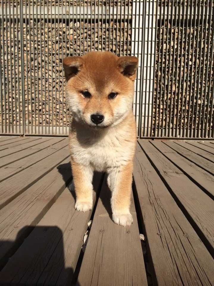 中华田园犬 柴犬和秋田犬的区别是什么 知乎 中华田园犬 柴犬和秋田犬的区别是什么 知乎