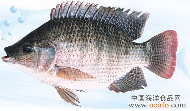 中国市场上有哪些食用鱼类品种 养殖方式各有什么特点 知乎