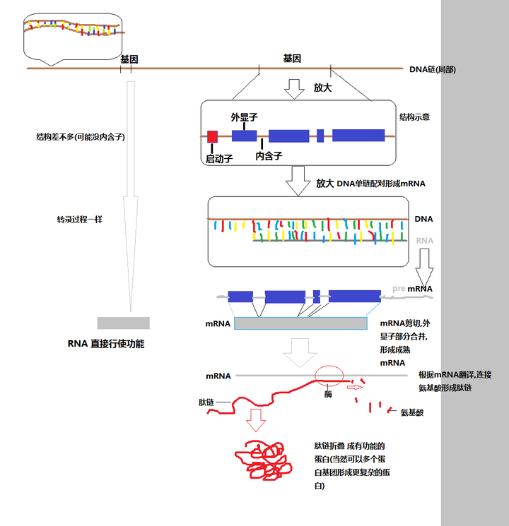 基因、染色体、蛋白质、DNA、RNA 之间的关系是什么? - 知乎