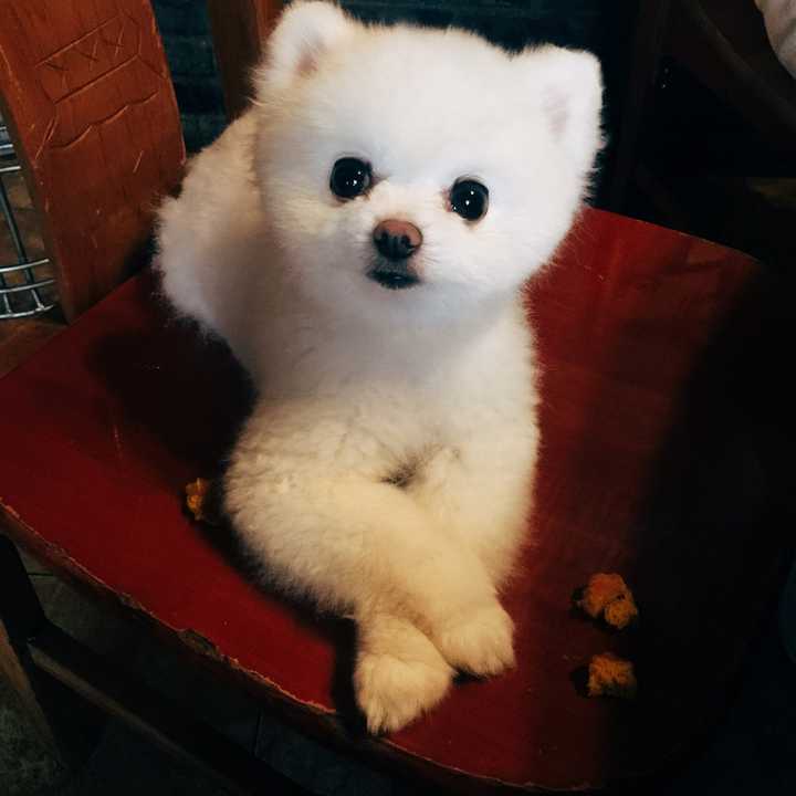为什么我感觉看到的博美和俊介完全是两类狗狗 知乎
