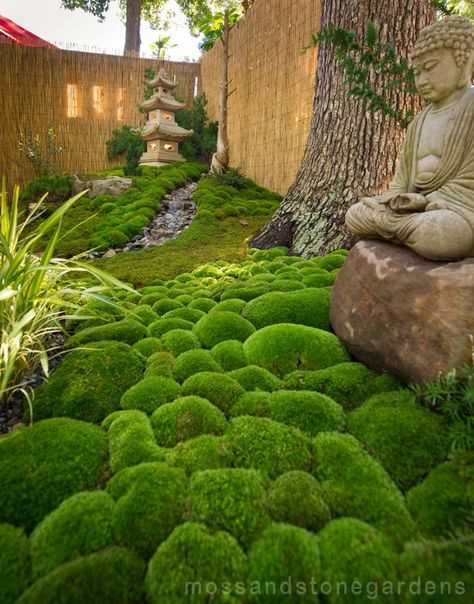 有哪些适合种在院子里的植物 美观又易于打理 知乎 有哪些适合种在院子里的植物 美观又易于打理 知乎