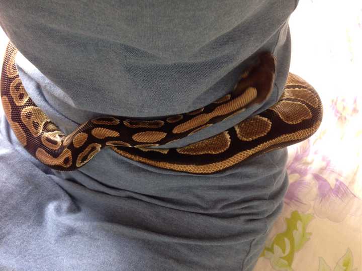 有些人养宠物蛇 蛇会不会思考并和主人建立感情 知乎