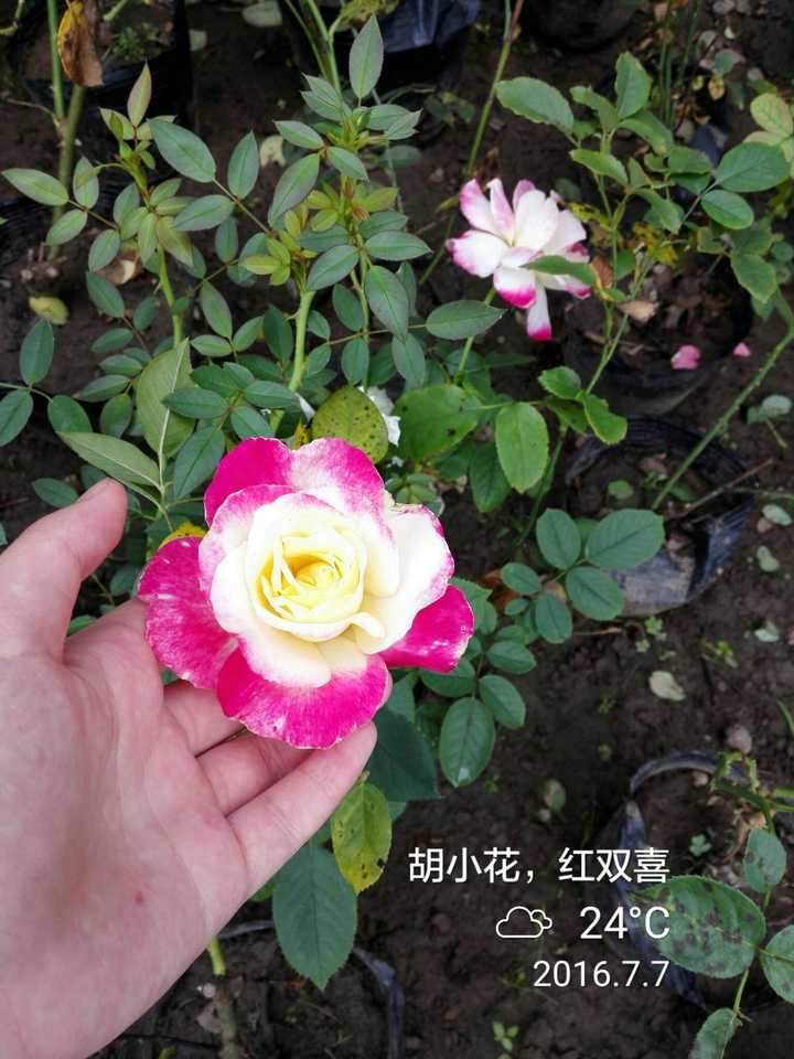 月季 玫瑰 蔷薇有何区别 知乎 月季 玫瑰 蔷薇有何区别 知乎