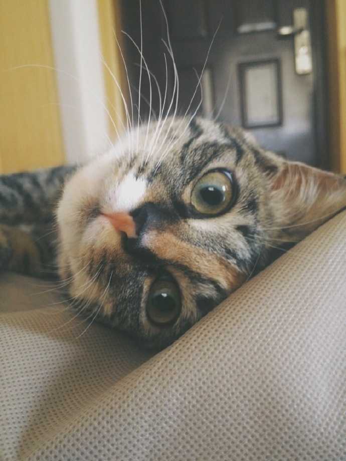 为什么我家猫咪不让摸也不让抱 知乎 为什么我家猫咪不让摸也不让抱 知乎