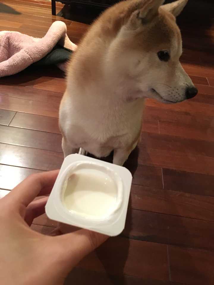 养柴犬是种怎样的体验 知乎