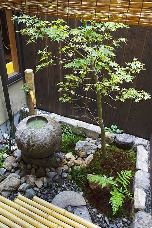 有哪些适合种在院子里的植物 美观又易于打理 知乎 有哪些适合种在院子里的植物 美观又易于打理 知乎