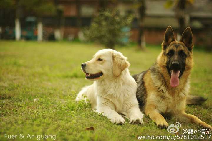 德牧和金毛养哪个好 知乎