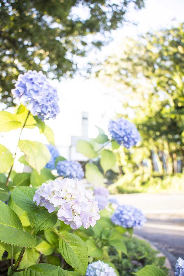 在名古屋大学就读是怎样一番体验 知乎 在名古屋大学就读是怎样一番体验 知乎