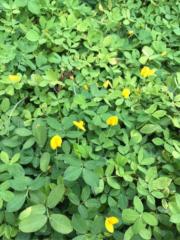 落花生属的内容 蔓花生和落花生区别 蔓花生是花生吗