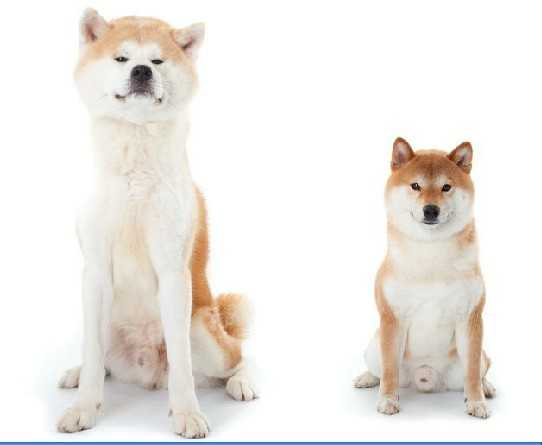 中华田园犬 柴犬和秋田犬的区别是什么 知乎 中华田园犬 柴犬和秋田犬的区别是什么 知乎