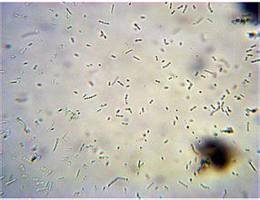 高中生买了一个显微镜 可以从哪些开始自己研究 知乎 高中生买了一个显微镜 可以从哪些开始自己研究 知乎