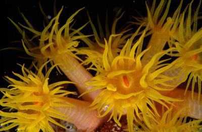 脊椎动物和无脊椎动物 青蛙是无脊椎动物吗 脊椎动物和无脊椎动物举例