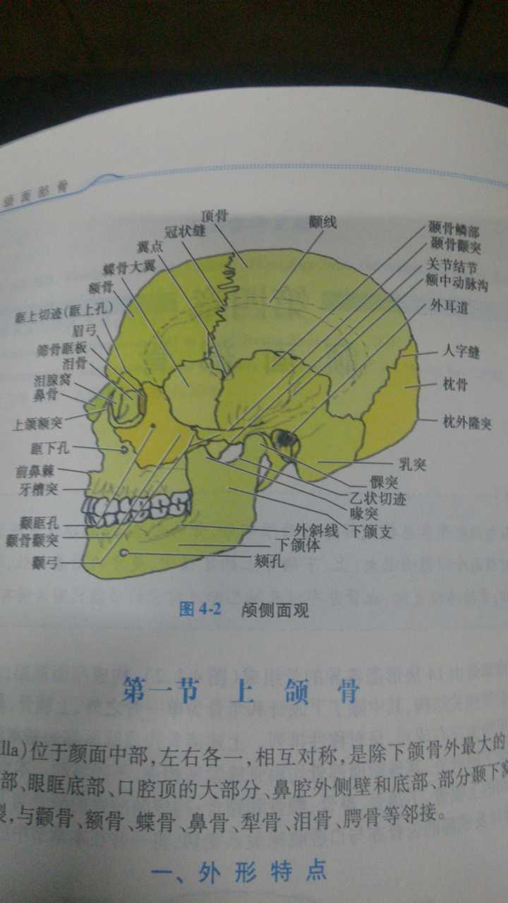 「腭、颚、颔、颌、颏」这几个字在医学上对应的部位分别是什么？ - 知乎