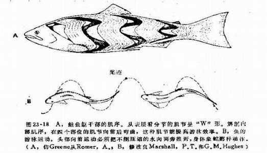 鱼身上那么多细刺 游泳的时候会疼吗 知乎