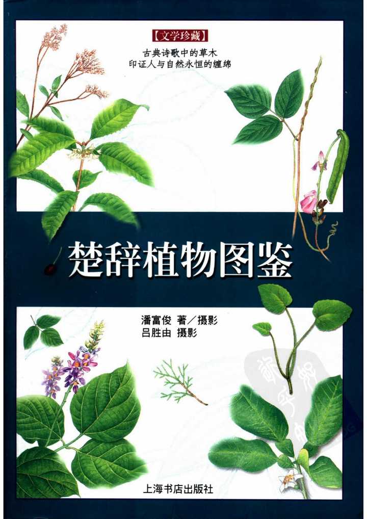 有哪些名字优美的花草 知乎