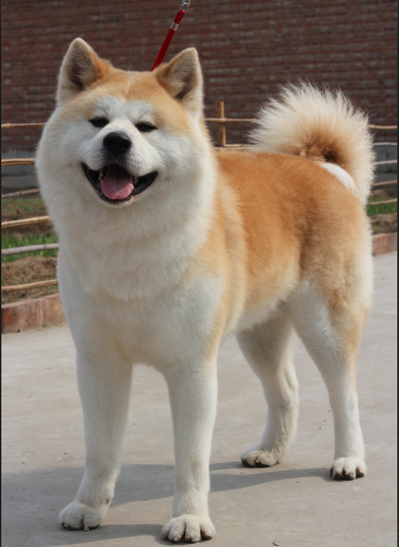 中华田园犬 柴犬和秋田犬的区别是什么 知乎 中华田园犬 柴犬和秋田犬的区别是什么 知乎