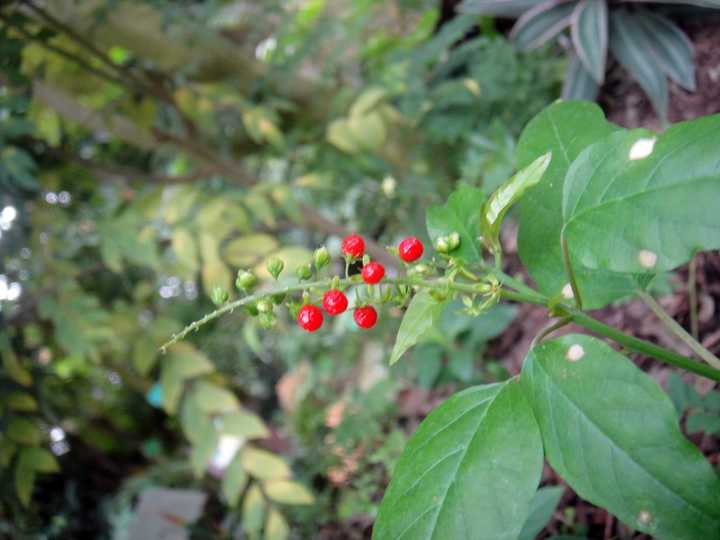 有哪些音译词让你察觉不到是音译的 知乎用户的回答 知乎