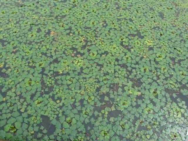 菱和荷有什么区别? - 知乎