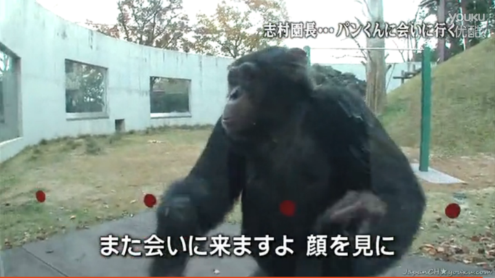 想知道日本猩猩小庞的近况 知乎 想知道日本猩猩小庞的近况 知乎