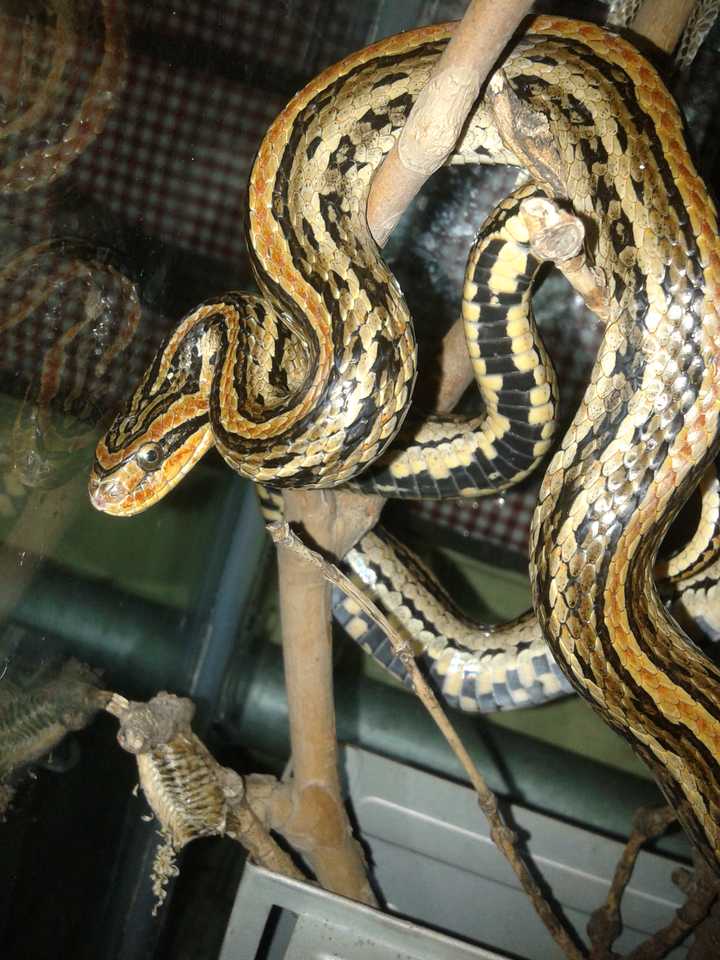 你养过哪些特殊宠物 莫予应的回答 知乎