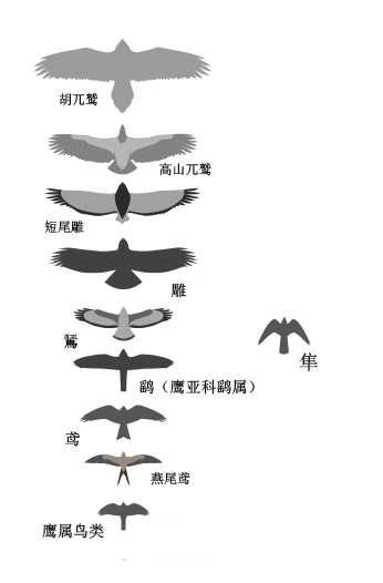 鹰,隼,雕,鸮(枭)的区别是什么?顺带鵟,鸢,鹗,鹞-第3页-宁波猫的窝