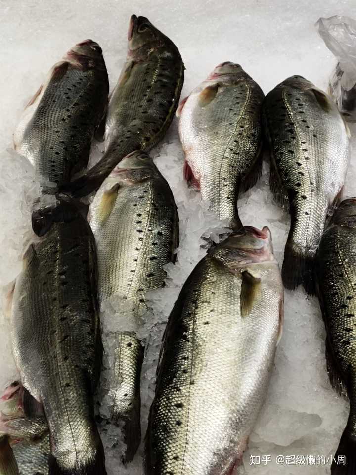 怎样区分青鱼 鳙鱼 草鱼 鲢鱼 鲤鱼 鲫鱼 鲳鱼 河鲀 鳝鱼 比目鱼 石斑鱼 黄鱼 鳕鱼 多宝鱼等 知乎