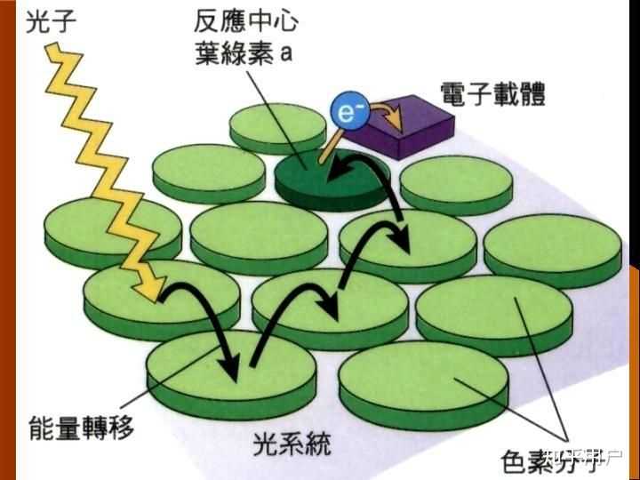 光合作用的中的光反应和暗反应是怎么一回事? - 知乎