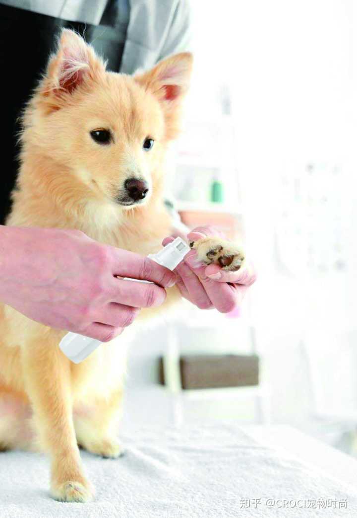 怎样给狗剪指甲 知乎