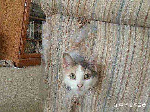 如何解决猫咪抓家具的问题 知乎