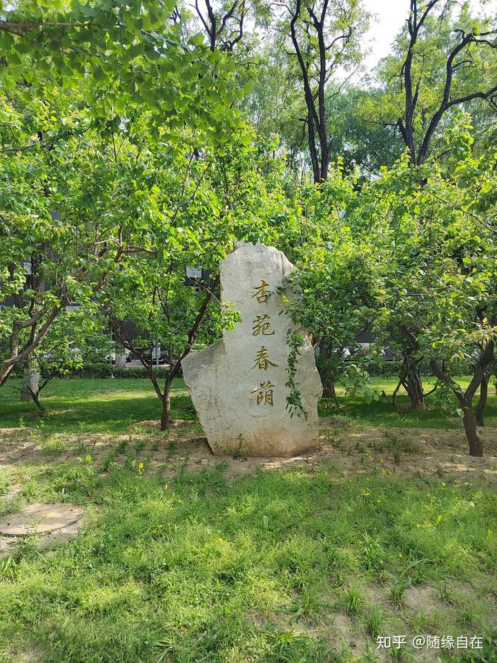 葛根的作用有什么? - 知乎