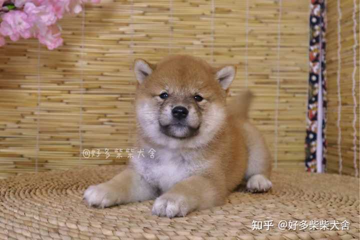 如何分辨柴犬的品相 知乎