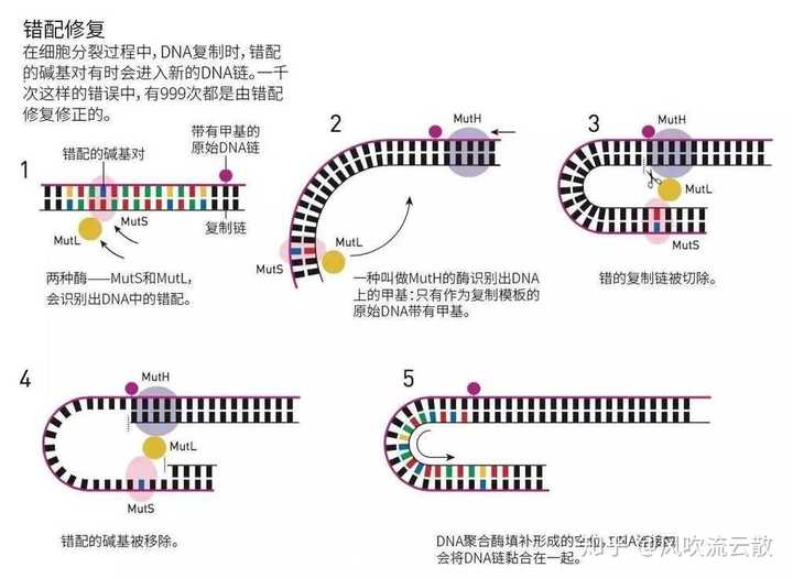 人正常生活时出现DNA损伤的修复方式是什么？具体过程怎样？ - 知乎