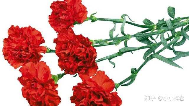 常见花的花语是什么 小小梓君的回答 知乎 常见花的花语是什么 小小梓君的回答 知乎