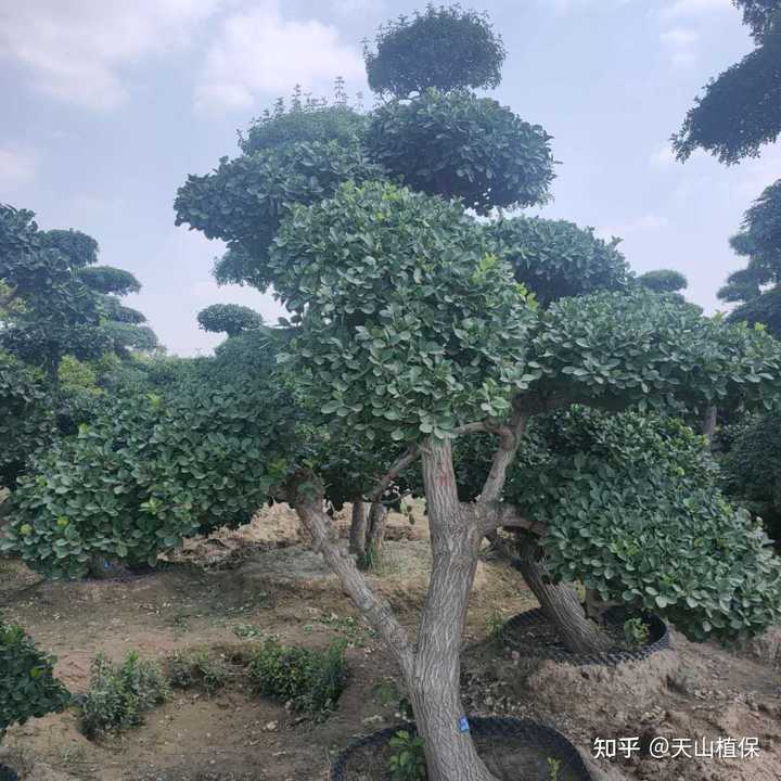 黄杨树的种植要点是什么？ - 知乎