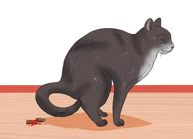 猫便血 但是能吃能喝我现在要怎么办 知乎