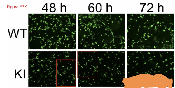 同济通报「院长被质疑Nature论文数据造假」，已成立调查组，有哪些信息值得关注？若查实将有什么影响？