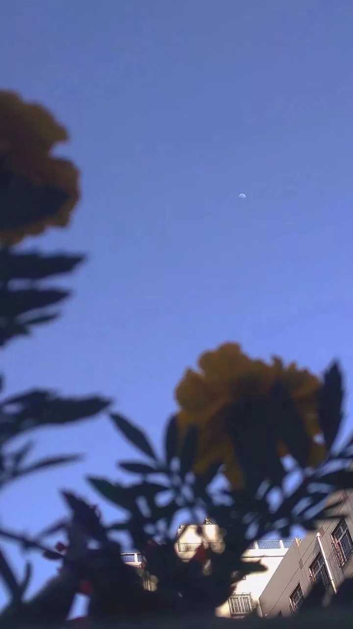 有那些温柔的手机壁纸呢？