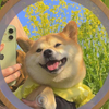 番茄炒蛋