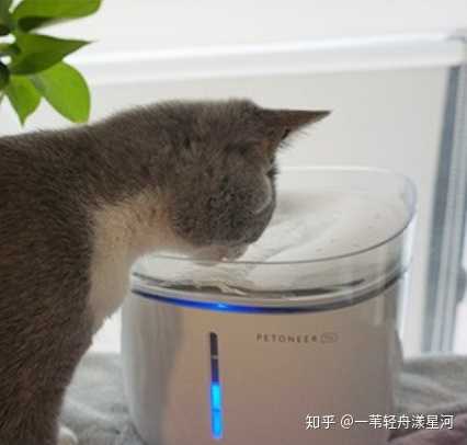 猫咪饮水机 哪些品牌值得入手 知乎