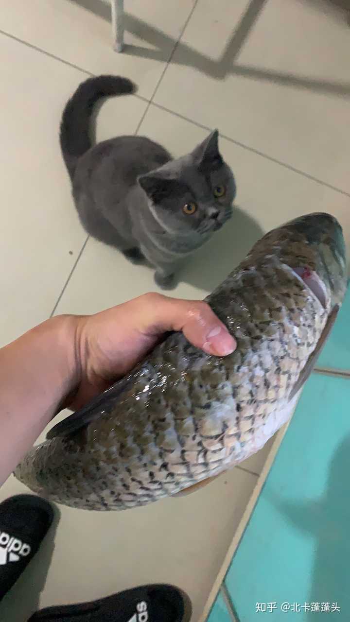打了猫后怎么修复感情 知乎 打了猫后怎么修复感情 知乎